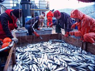 fish0191.jpg